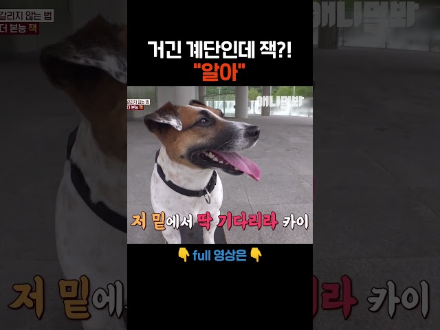 잘 지켜보기나 하라구 #애니멀봐 #shorts