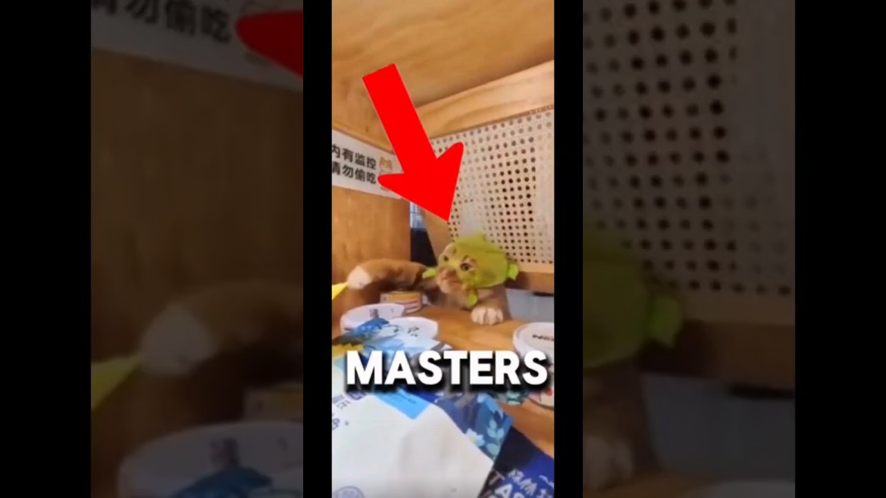 “I Turned Around… and my CAT does this 😳🐱” 