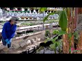 Tham quan vườn ươm tây lớn nhất Vancouver chuyên về cây giống 🇨🇦528》 Devan Greenhouse Abbotsford BC