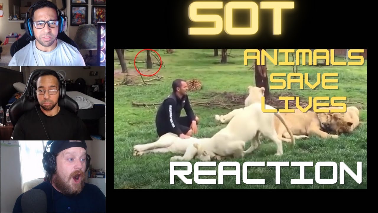 Не по теме | 35 животных-героев, которые спасли человеческие жизни! | #реакция #SOT #животные