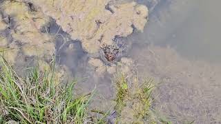 Snapping turtle .. May 3rd 2024.. The return of one eye king of the pond.....video 1