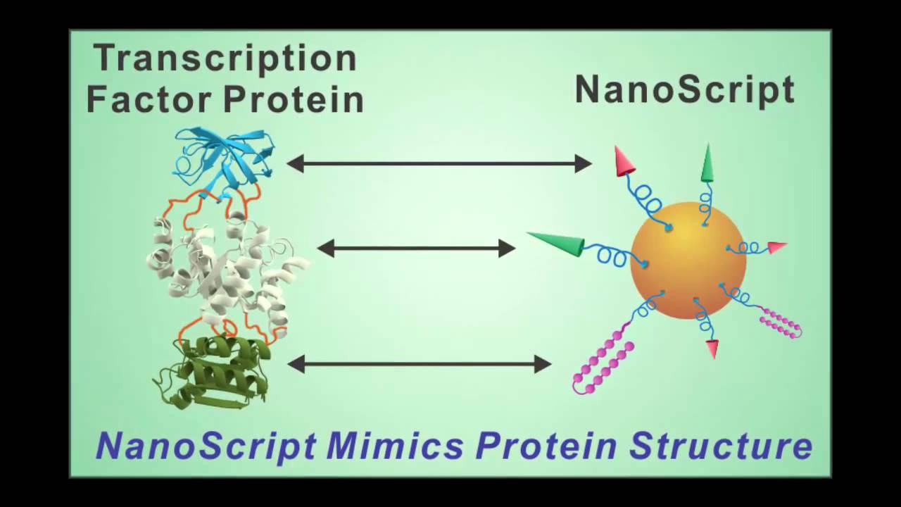 NanoScript - A Bio-Inspired Platfrom for Stem Cell Differentiation