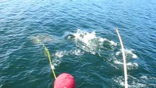 ★✰★ Harpooning 170 Lb Halibut (Port Hardy ) ★✰★