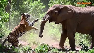 Elephant vs Tiger: Jungle Survival Showdown 