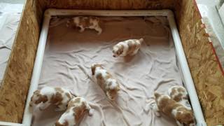 Brittany Puppies 3 Weeks Old (Ruby's Litter)