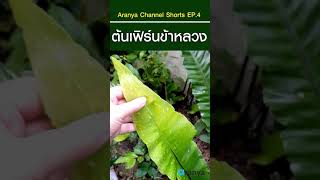 ต้นเฟิร์นข้าหลวง ไม้มงคล @Aranya Channel