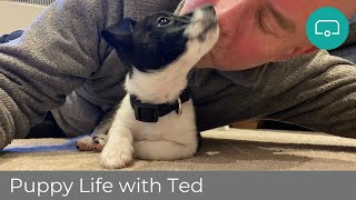 The Ups and Downs of Life with a Puppy - Vlog 15 January 2023
Life with a new puppy is not all Instagram cuteness and squishy faces. There is a lot of standing outside in the pouring rain at 3am waiting for the puppy to perform, not to mention the amount time taken just trying to do the everyday chores!
Normally at this time of the year we go down to one video a fortnight, but so many of you asked to be kept up to date with Teds progress, I made this little update vlog.
Things are going fairly well, with the major exception of one huge meltdown!
Here is the ONLY puppy training video youll need on YouTube, conveniently broken down in to useful chapters:
https://youtu.be/4dbzPoB7AKk
TECHY STUFF
Main video filmed on a Sony A7C, B roll on an iPhone 11Pro Max.
FOLLOW US!
Please check out my newsletter, Streamlining:
https://andrewditton.substack.com/
If youd like to know more about touring with an Electric Vehicle, please check my newsletter Electric Touring:
https://electrictouring.substack.com/
Join us on Instagram at https://www.instagram.com/andrewjditton The Ups and Downs of Life with a Puppy - Vlog 15 January 2023