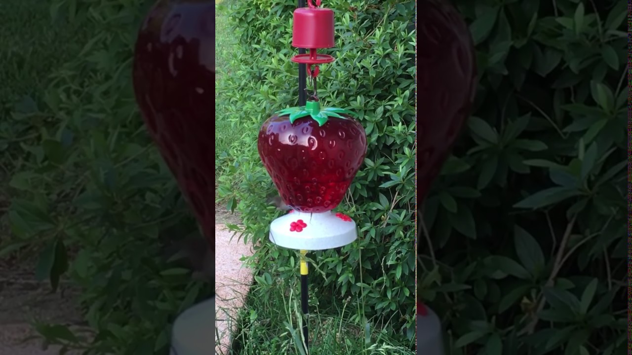Hummingbird At My Strawberry Hummingbird Feeder Youtube