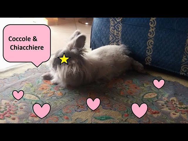 - Cuddles & Chats with Aurora 🐰💕