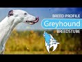► Greyhound Breed Profile [2022] Temperament &amp; Training