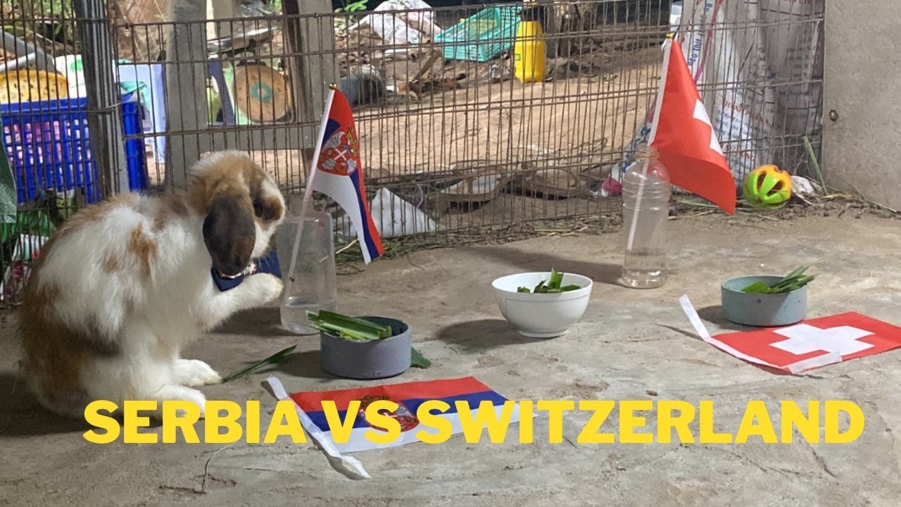 Serbia vs Switzerland rabbit prediction | Thỏ dự đoán world cup 2022 ...