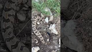 Celebrity We found the snake that the bobcat was fighting ￼ Wealth