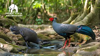 Top Most Beautiful Birds of Asia | Stunning & Colorful Birds You Must See.