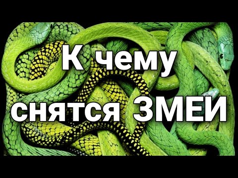 К чему снятся змеи, что значит видеть змей во сне? | Толкование снов