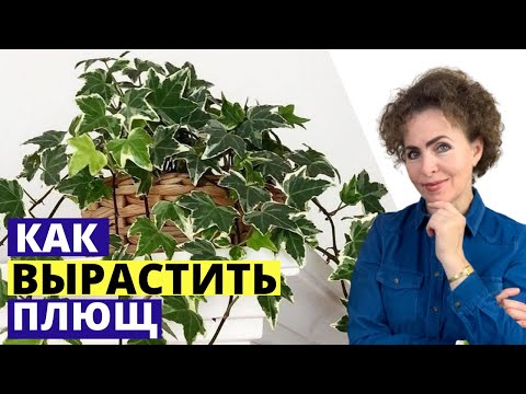 ПЛЮЩ Хедера