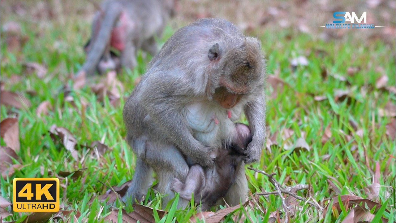 A Mother's Guidance: Elsa Shows Her Baby When to Nurse