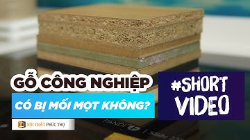 #shorts Gỗ công nghiệp có bị mối mọt không? | Nội thất Phúc Thọ