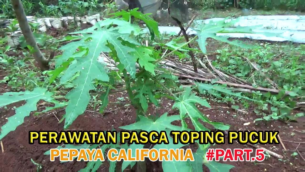 TUTORIAL TANI Menanam PEPAYA CALIFORNIA Perawatan Pasca Toping Pucuk