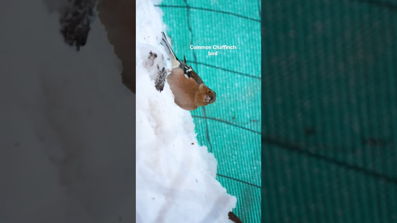 Common Chaffinch Bird in snow 