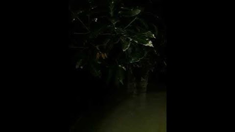 Kuntilanak Ketawa Suara Kuntilanak Tertawa Nyata Asli