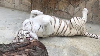 Красавица белая тигрица решила познакомиться) Красавица белая тигрица решила познакомиться)