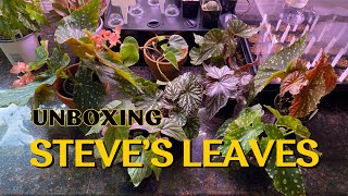 Steve's Leaves Unboxing