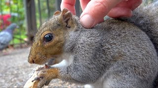 Grey Squirrel (Sciurus carolinensis) London UK