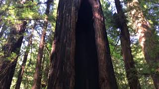 The stunning redwood forests (avenue of giants) in northern california