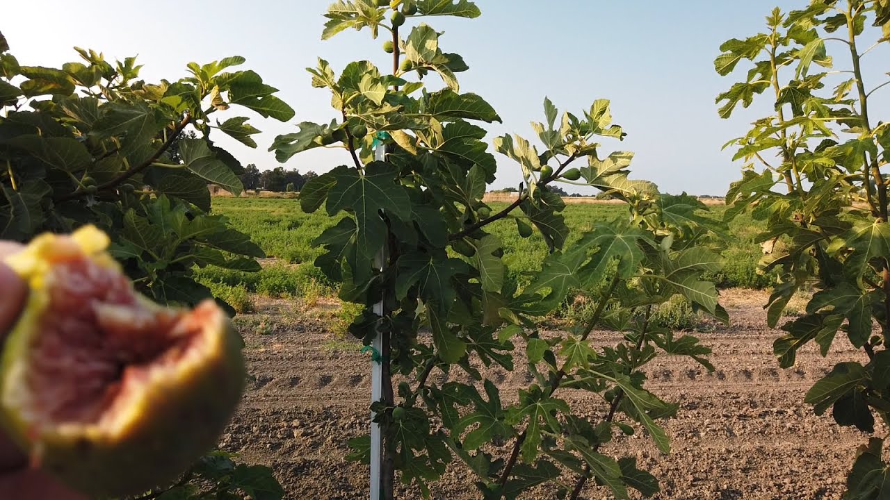 Grigio Fig - August 1, 2020 (and Weather Talk)