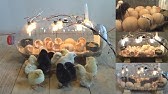 Как обрабатываем кур от вшей, клещей и пероедов - YouTube