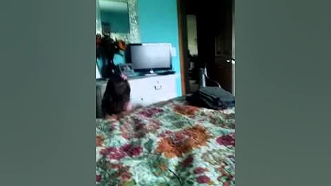 Piper singing