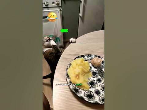 Кот Шпрот обучает кошачьему воровству #кошки #юмор - YouTube