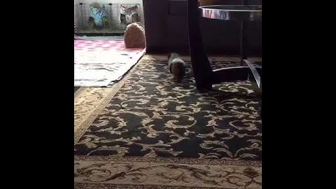 Guinea pig Bella takes a carrot and runs