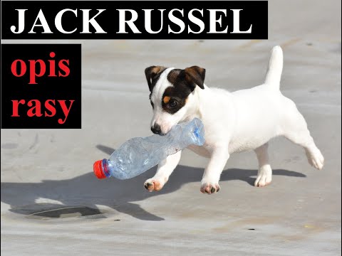 Wideo: Jack Russell Terrier: Ciekawostki, Zalety I Wady Rasy