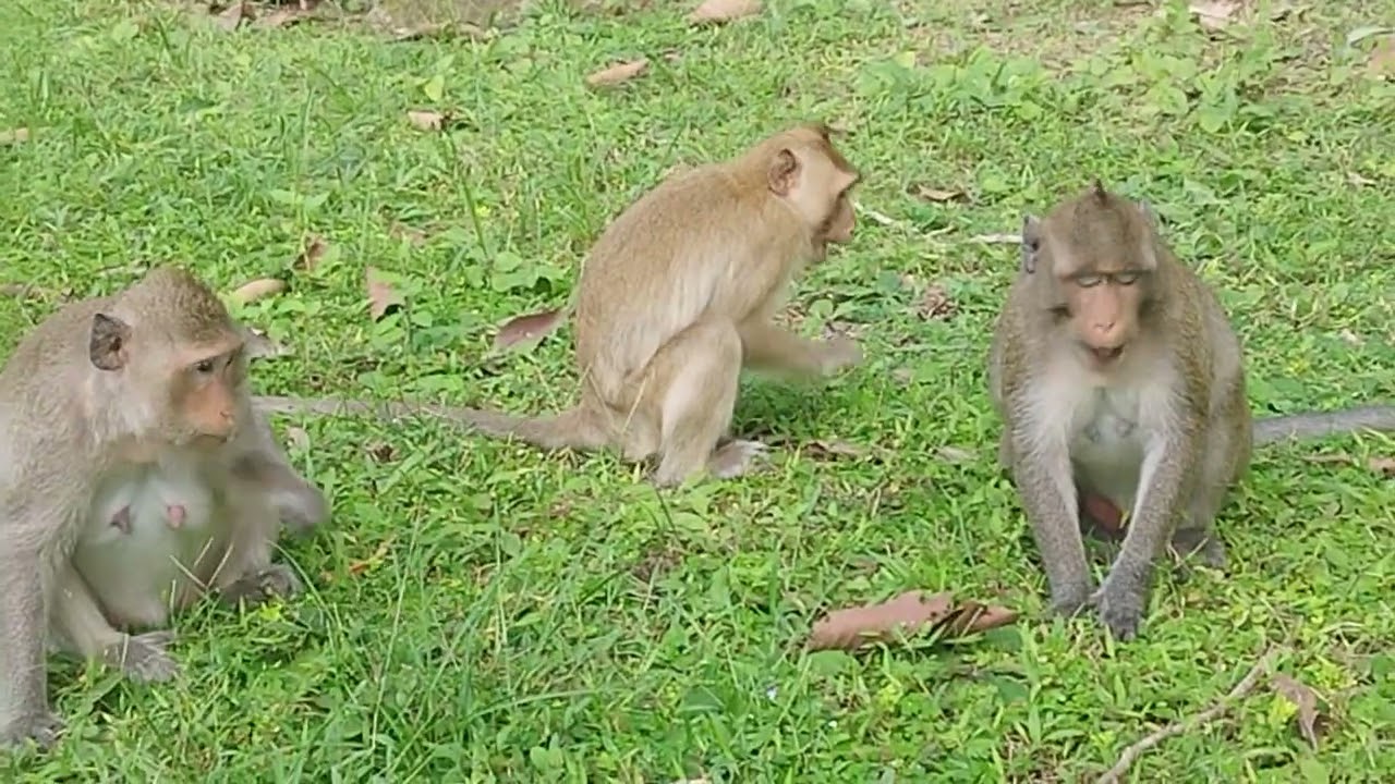 Mama Button Brindy walking To Get Green Grass To eat on field on Sep11 G-Maz. 4k527.Ambers