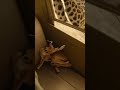She Screamed When the Gazelle Jumped In… But Then the Leopard Did THIS 🐆🦌😳 #표범 #가젤 #야생동물 #공격 #충격