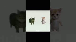 cat fun #cat o ee ah oo ee ahh ee #catmeme #catlover #catlife
