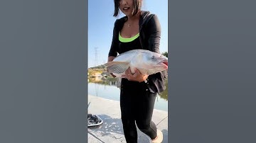 gái xinh đi câu cá trắm đen gặp anh chủ hồ nóng tính và cái kết  #fishing #cauca#short