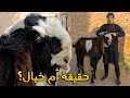 البحث عن أكبر وأغرب حيوان الماعز في العالم - World's Most Supernatural GOAT 🐐