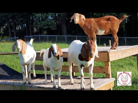 Sunday morning goat fun at Little Buckets Farm Sanctuary