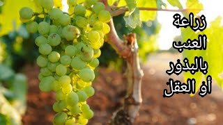 How to grow grapes with seeds or cuttings  كيف تزرع العنب بالبذور أو بالعقل ??