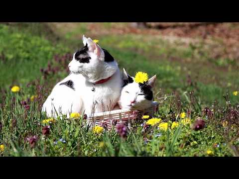 たんぽぽと猫 Dandelion cat