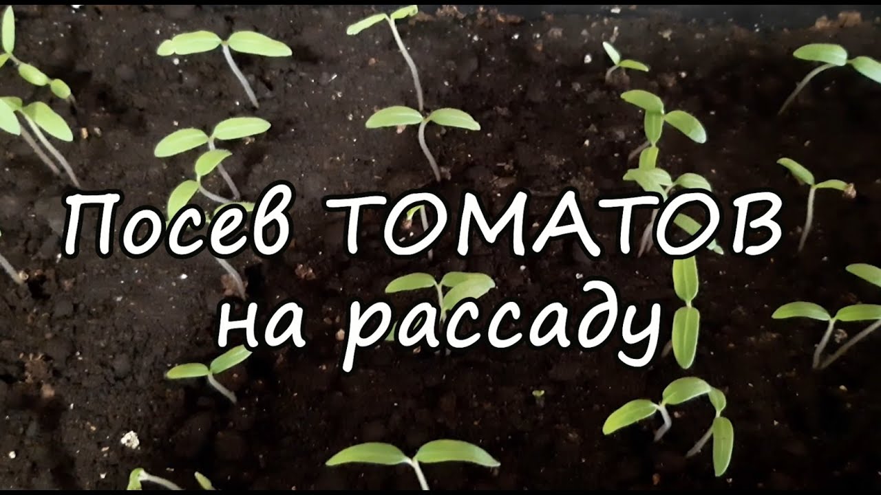 Ютуб посев томатов на рассаду. Посев томатов в Бердске в феврале. Посадка помидор на рассаду видео