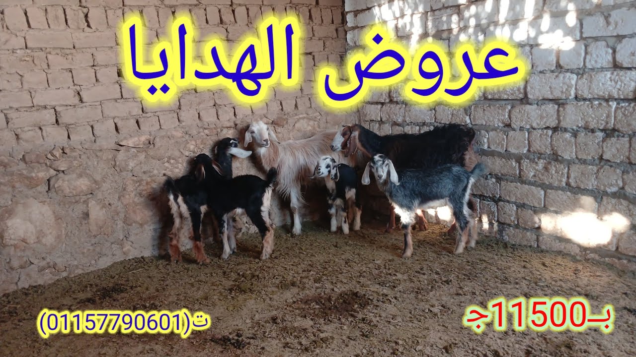 عرض معزتين والدين توائم الحق الفرصه (01157790601)(1/16)