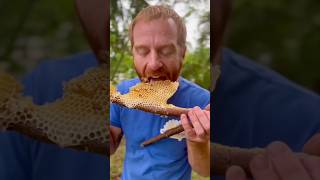 Eat Real Honey Straight From The Hive