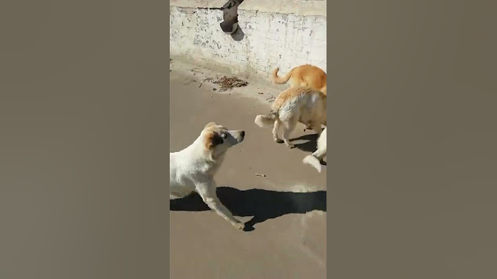 #shorts Собаки умирают от голода/Очень голодные.Dogs are dying of hunger/Very hungry.