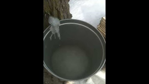 Maple Syrup #5 "The Frozen Sap"