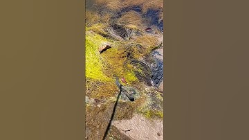 cắm loài cá chuyên làm hang #321shorts #fishing #trending #cắmcâu #sănbắt #hoanggiaccamau