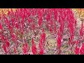 The Farmer's Diary: Daily Life in Agriculture.