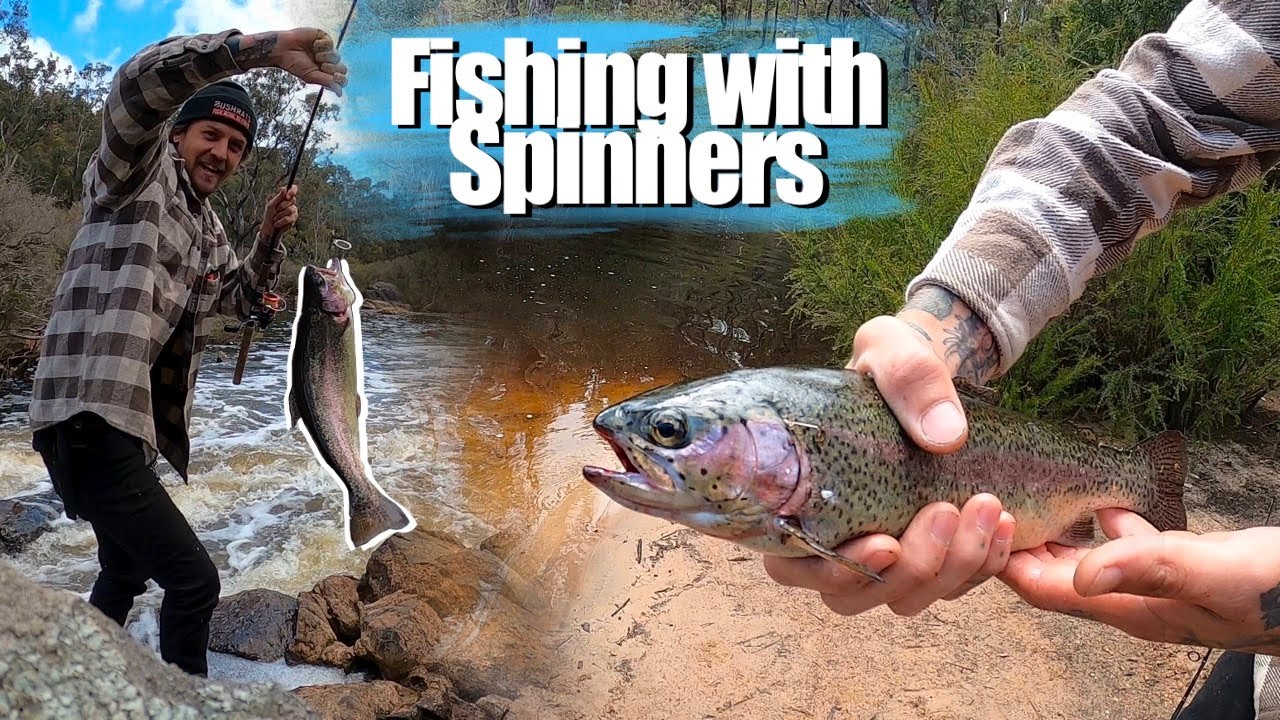 Fishing with SPINNERS  trout and Redfin perch 